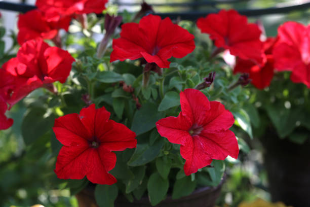 Petunia - a very beautiful summer flowers