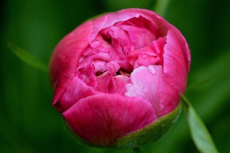 peony-766648_1280