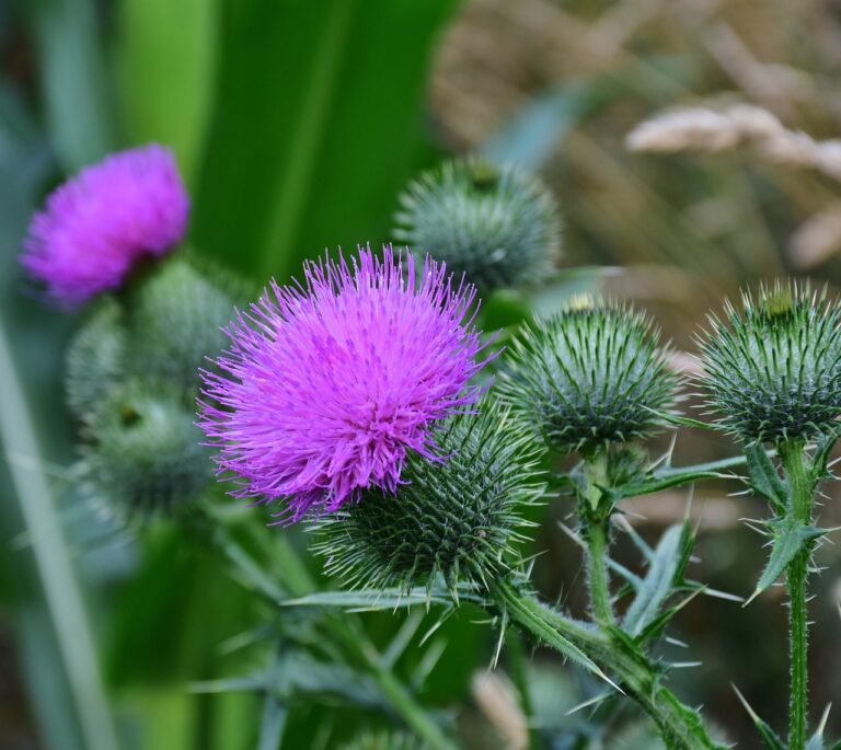 thistle-2539745_1280
