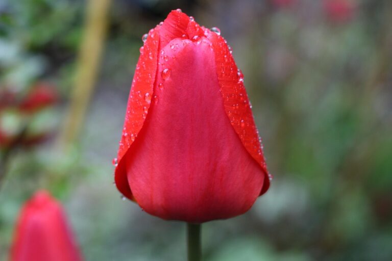 tulip-6335449_1280