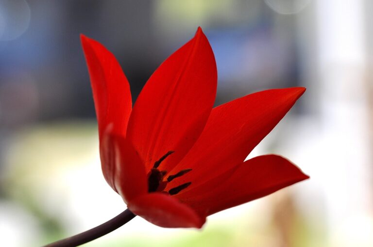 tulip-756856_1280