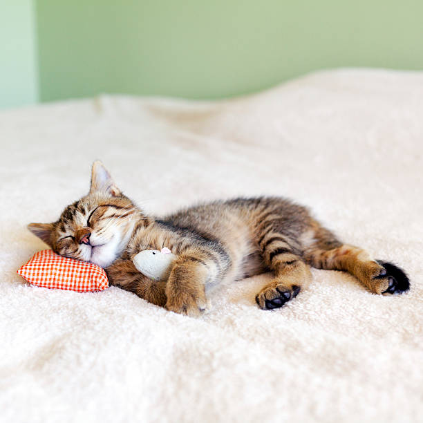 Small Kitty With Red Pillow and Mouse