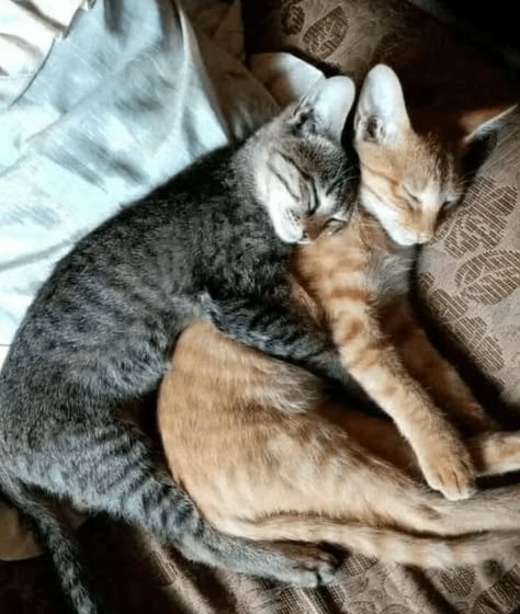 cuddle_grey and red