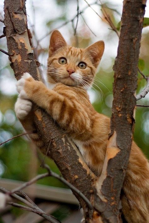 In the tree