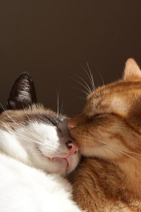 cuddle-close up_1