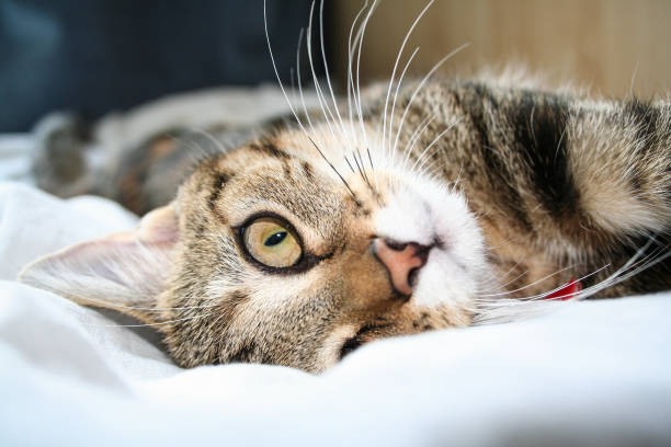 animal, cat, daily life photography of pet