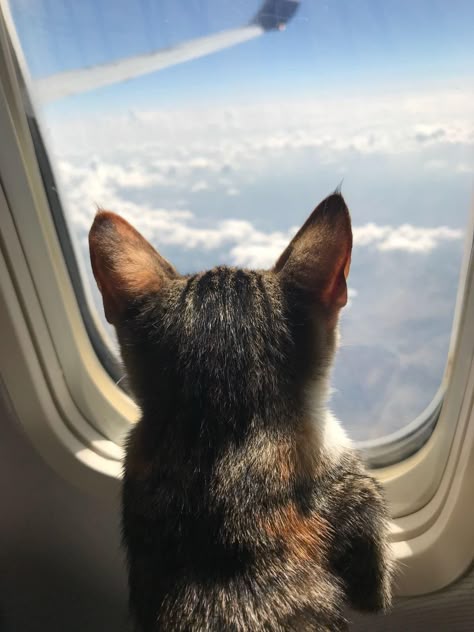 on the plane