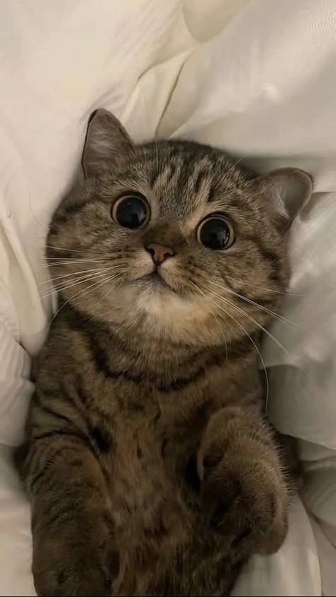 shocked