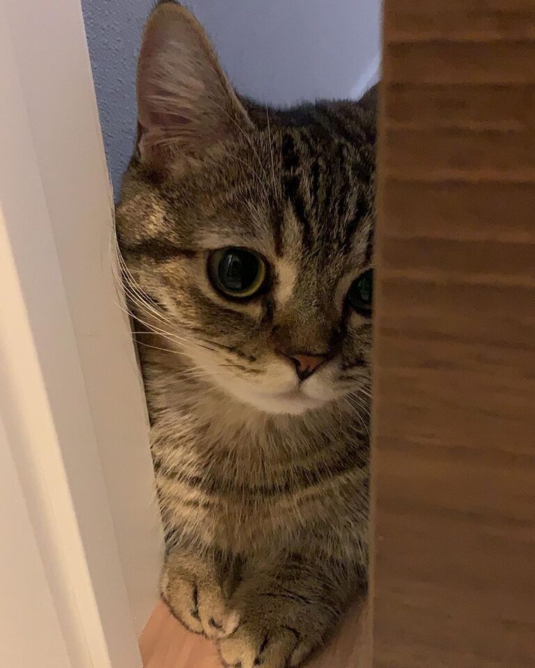 2955a08527514450fc79c12a17a3dcb9