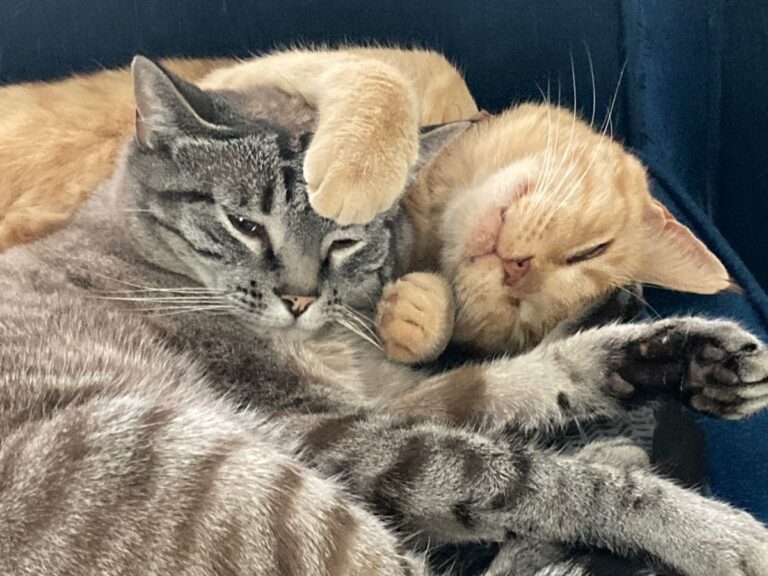 3d162a8b4335dc621dcc655bc6817ac8