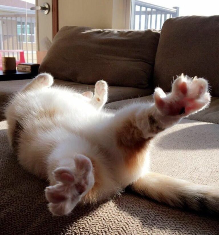 c66b74fb434c801a177868ff49f20c7b