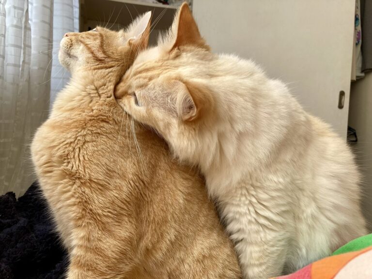 eb7d3d749fe856c57d6a29e8ef814d2f