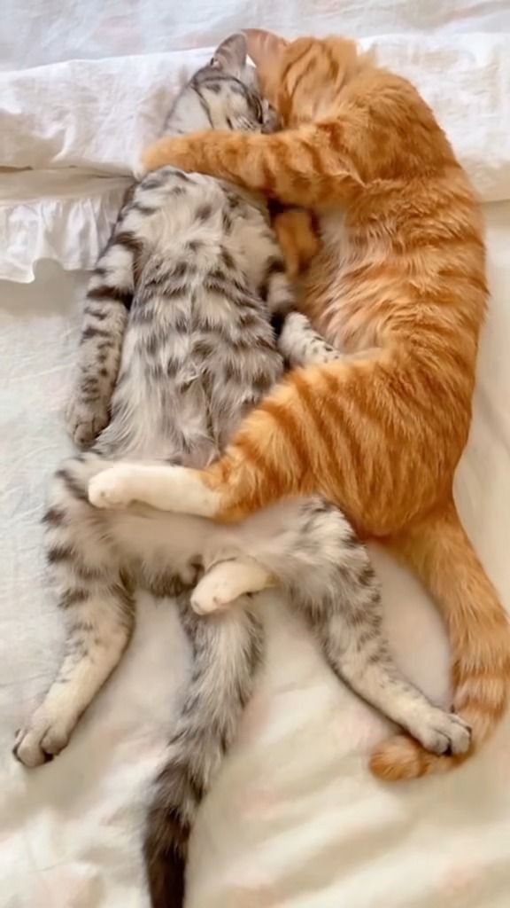 416a46a06c790385aea3cce3ae3f6a25