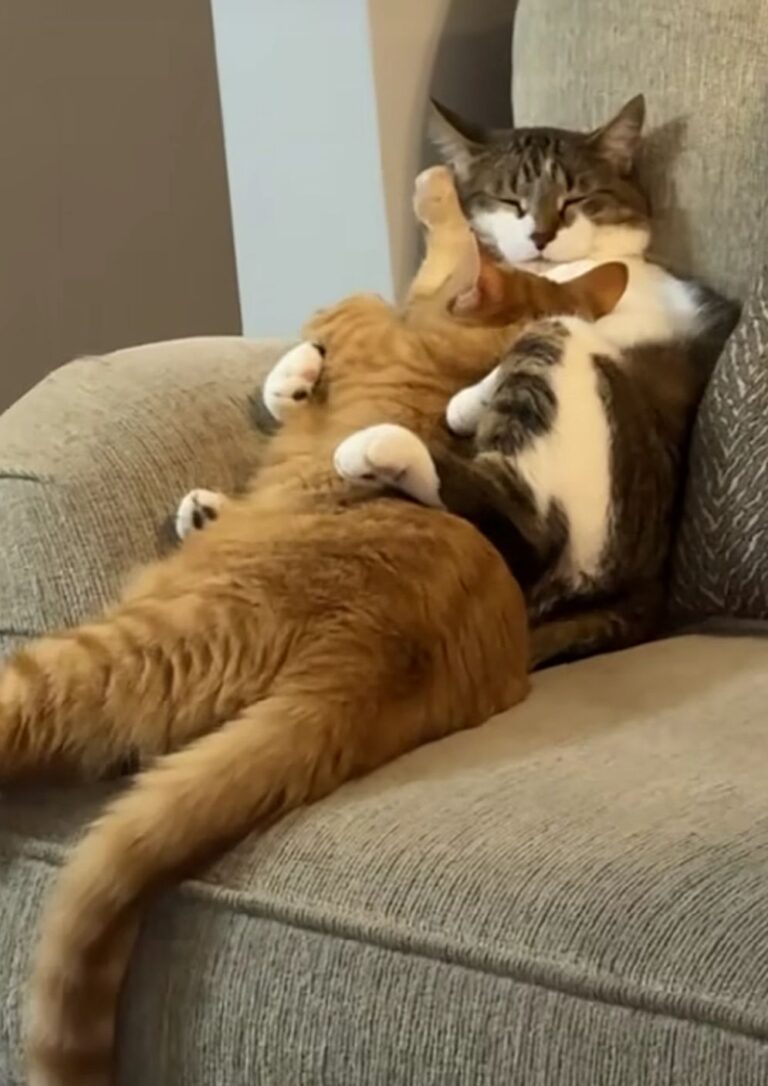 4c65ec1428ad906d2cafdcc09205abdd