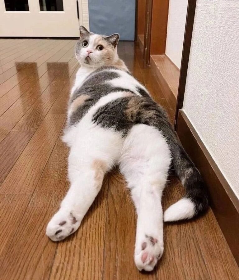 54c6e95f54faed1a462ec5ee66480080