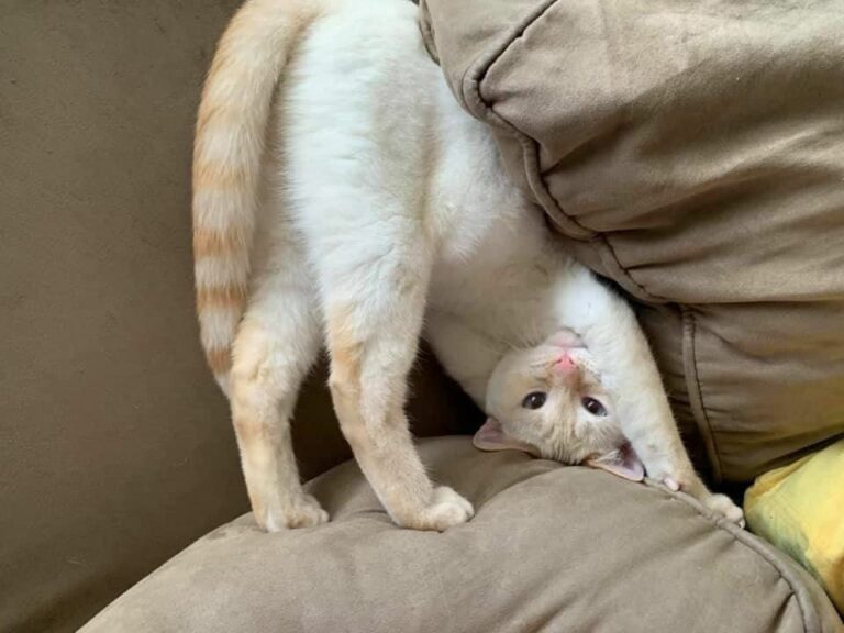 85167a2ef5d22ec48ca5bd29ad79e7fb