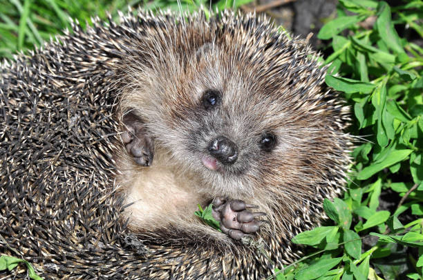 Little hedgehog lying on the green grass