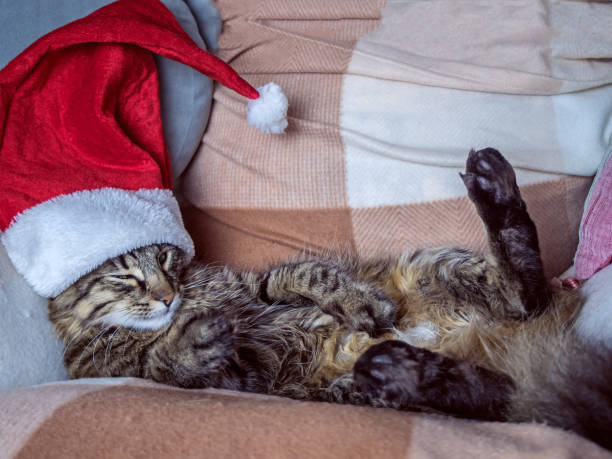 Beautiful cat in a red Santa Claus hat