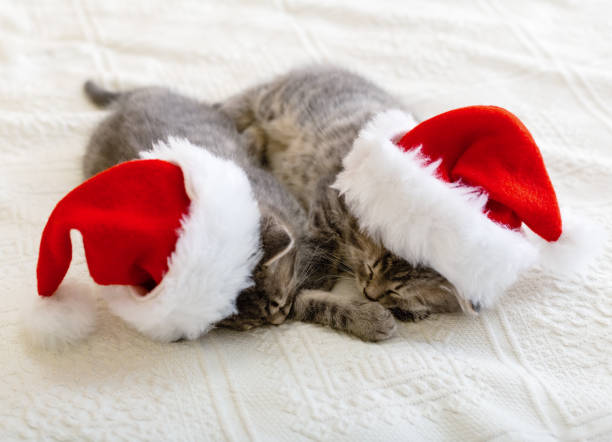 istockphoto-1352009144-612x612