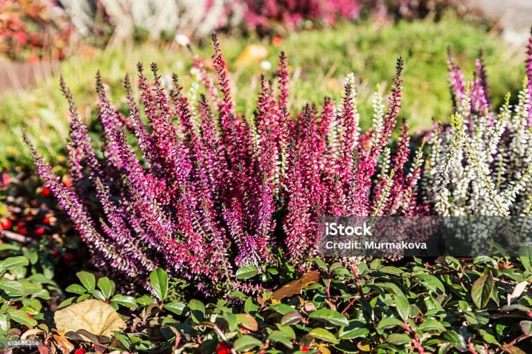 istockphoto-613686256-1024x1024