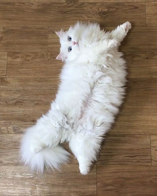 A raça de gato que não cresce