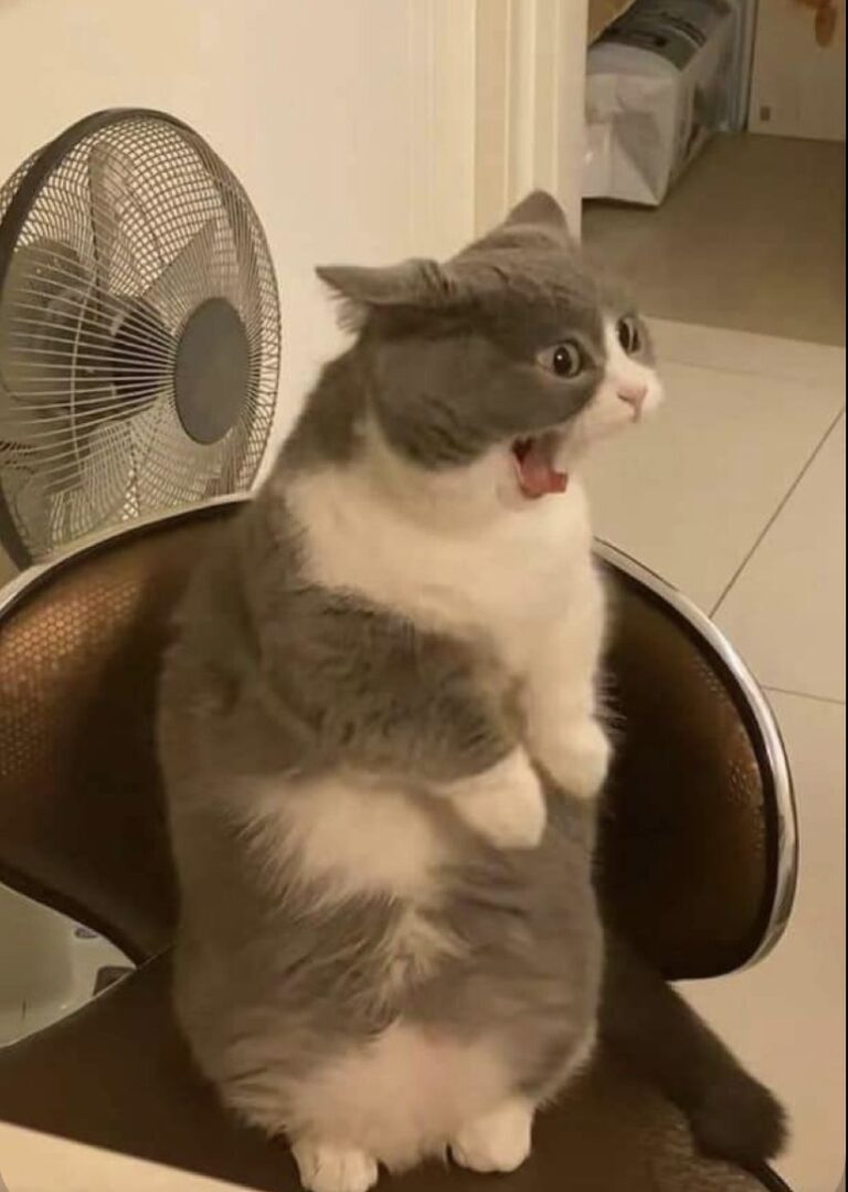 4bc6c9dc239c231c4550930cc9f13a86