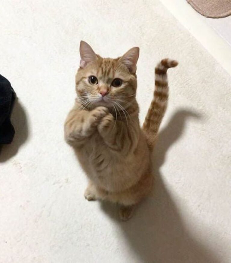 ae344668ef6ad0362ef1adec2c9f5b77