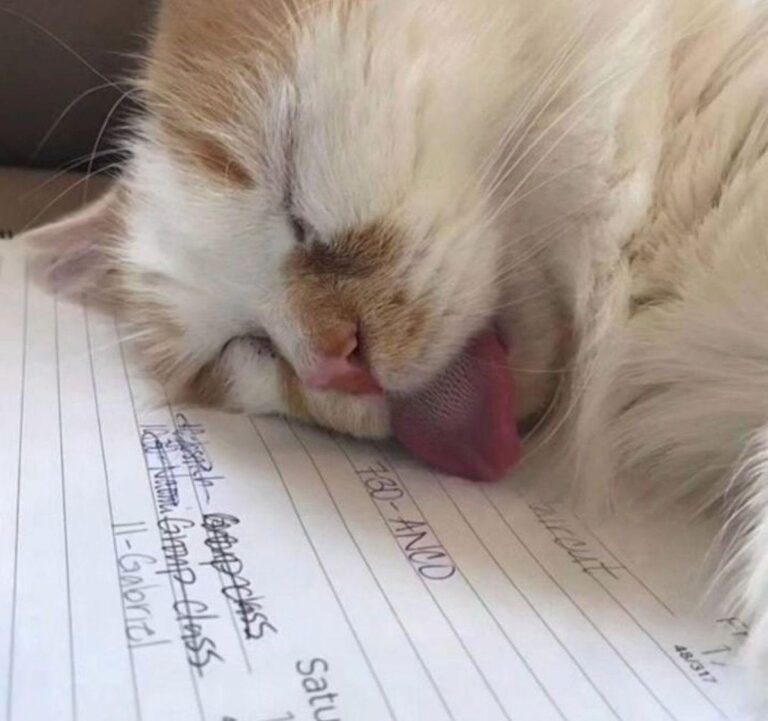 ba677a8e1a9aef844e062d732d041eab