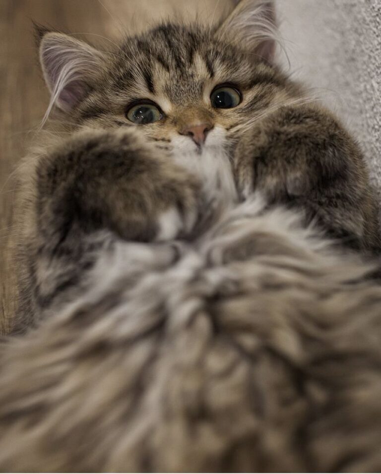 056a23f10e4c62bcf9d819c06d3ac282