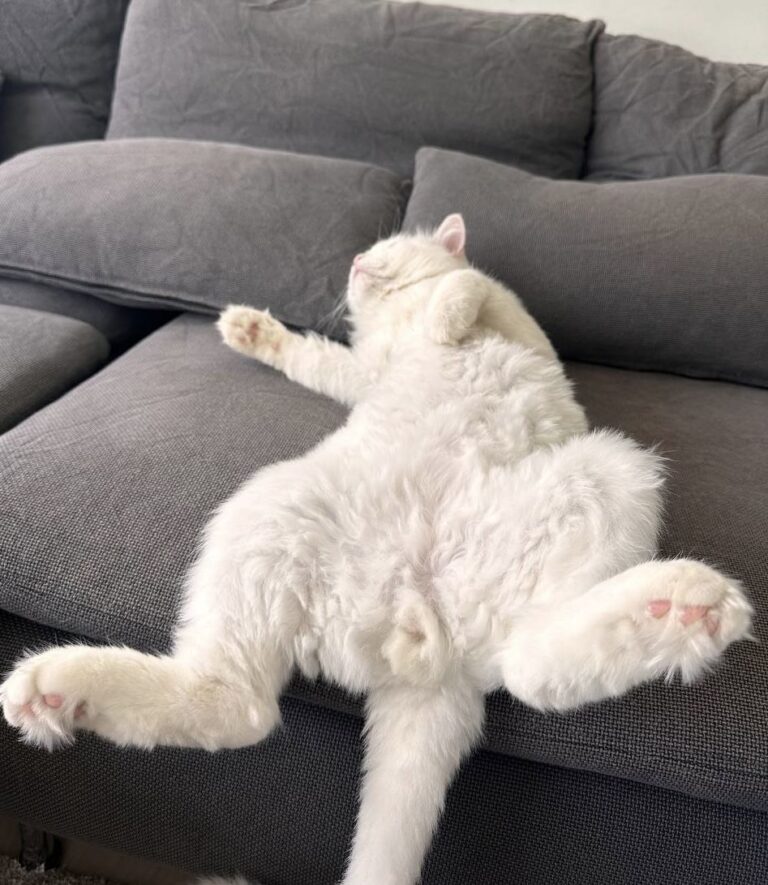 8e21145f65cc5cf778226c890b1d6304