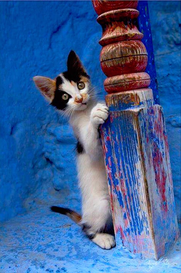 de236c2eafeb92d972a801daf8cd2de7