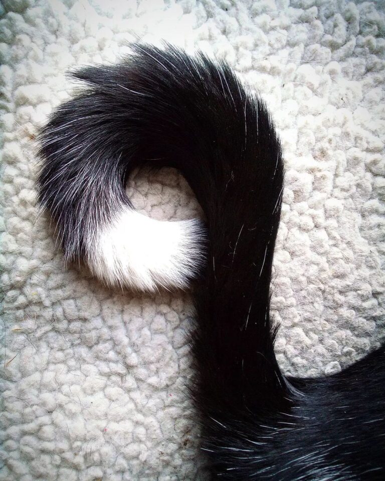 0ee810caa31e76525dc10f8b2fe902ca