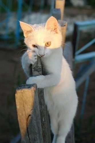 81655e3aefef8c6125e0c9a88e269ca4