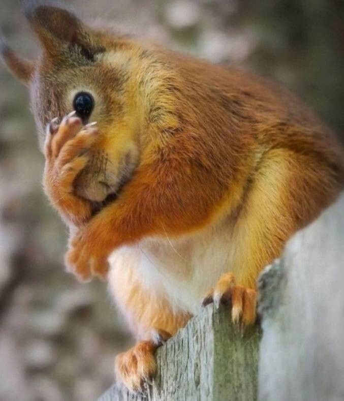 e0acab9cdabba9d15cc78cb3a31a649c