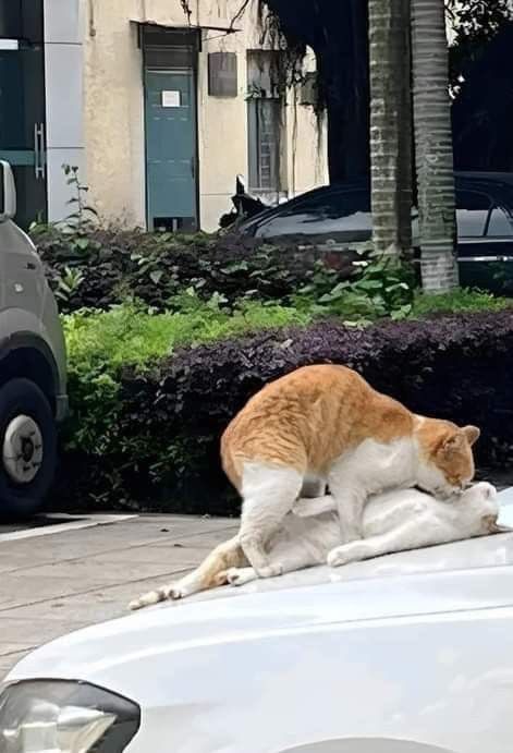 1bd8f0c1ef2eb509b255569f939fc6de