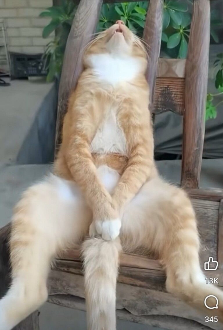 427b9525559e4bb75f5f7412154e04ef