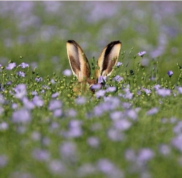 be0f32a738b4353c1c5b89472ea5ac36