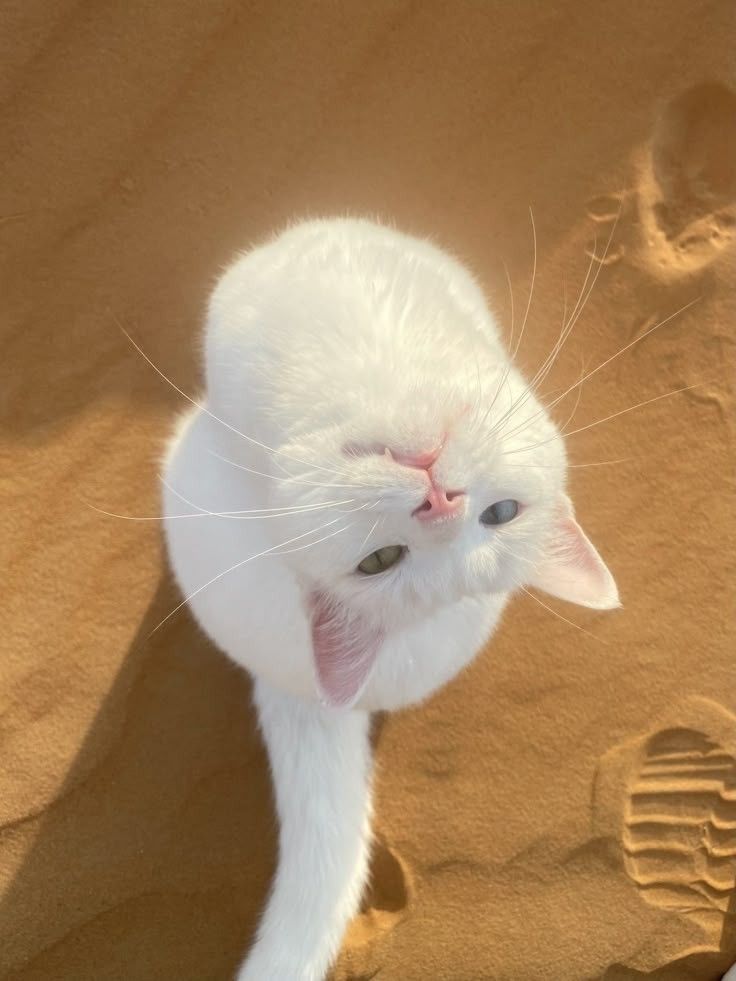 faee64acae8b4342a53d9d46699963e6-2